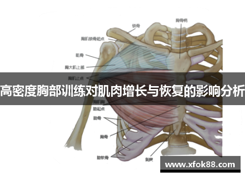 高密度胸部训练对肌肉增长与恢复的影响分析
